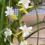 Orquidário Emanuel traz 5ª Exposição de Orquídeas a Brasília